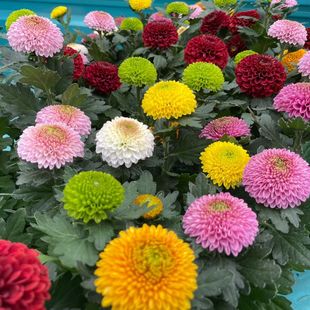 乒乓菊花盆栽带花苞四季开花不断重瓣球形室内外阳台庭院花卉植物