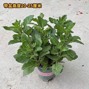 片仔癀草苗盆栽阳台庭院绿植室内外可食用清热解毒降火气香草植物