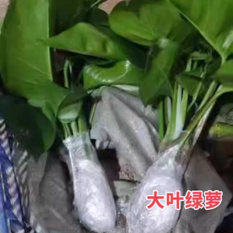 绿萝柱净化空气开业送礼乔迁除甲醛客厅北欧盆栽办公室内绿植懒人
