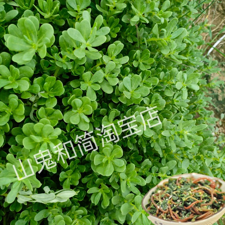 农家天然绿茎白花新鲜马齿苋菜长寿菜野菜芥菜猪母菜清凉绿杆盆栽