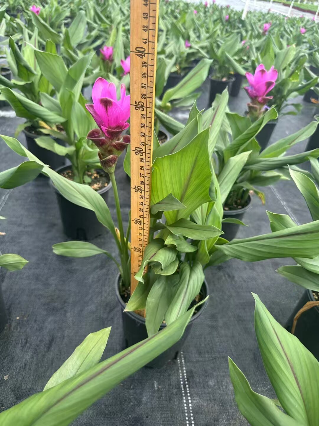 超长花期四姜荷花种球盆栽花种根植物花卉绿植盆栽耐热礼佛办公
