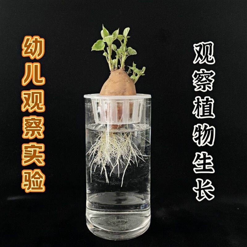 水培植物发芽红薯品种随机土培盆景鱼缸阳台观赏水培红薯盆景盆栽