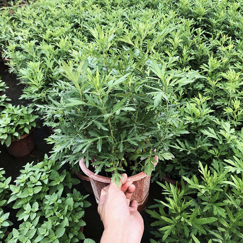 漳州片艾草草盆栽绿植可食用可药用阳台室内室外绿植盆带土