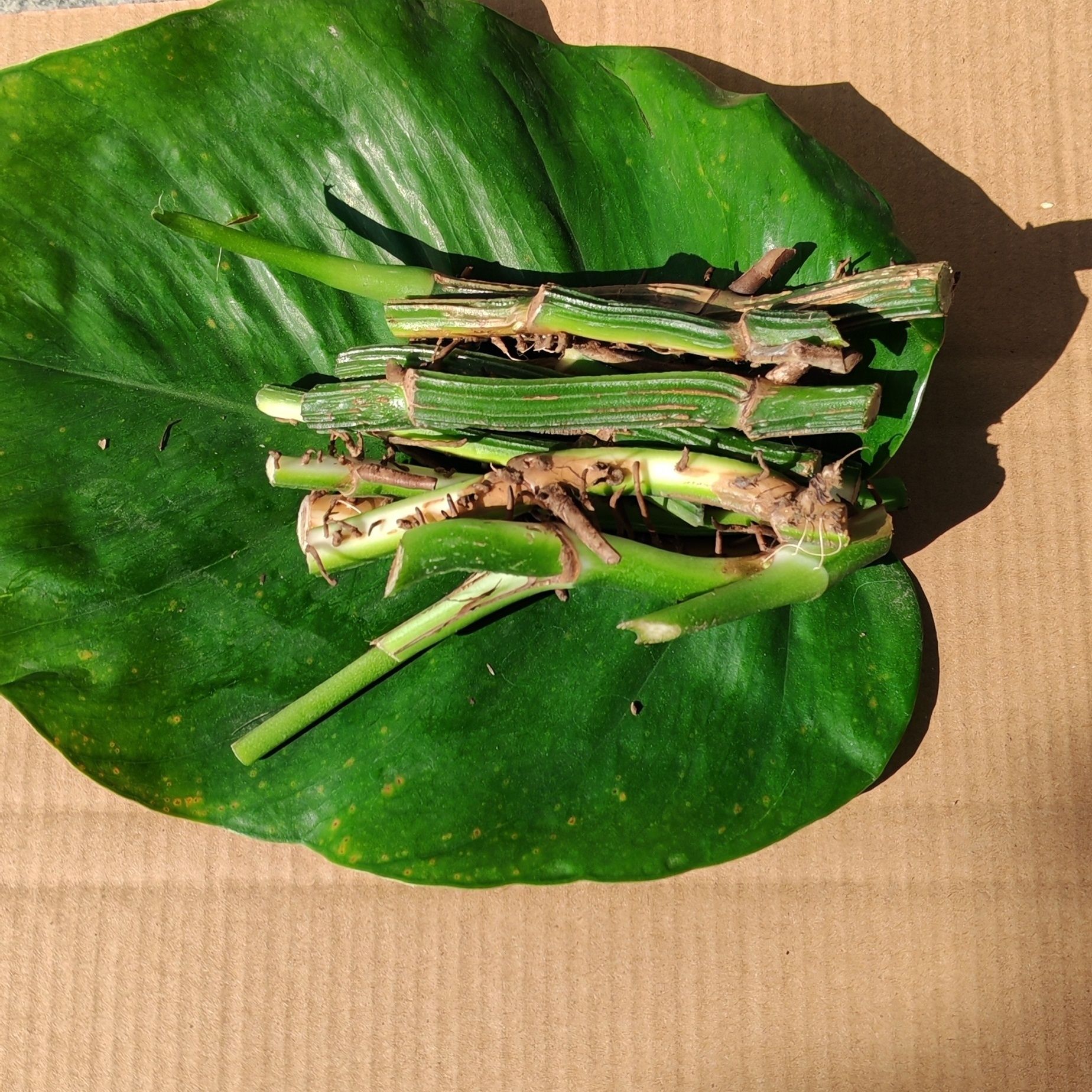 大叶绿萝【十颗插条】包邮柱养爬藤垂盆绿萝苗圆你一个DIY 盆景梦