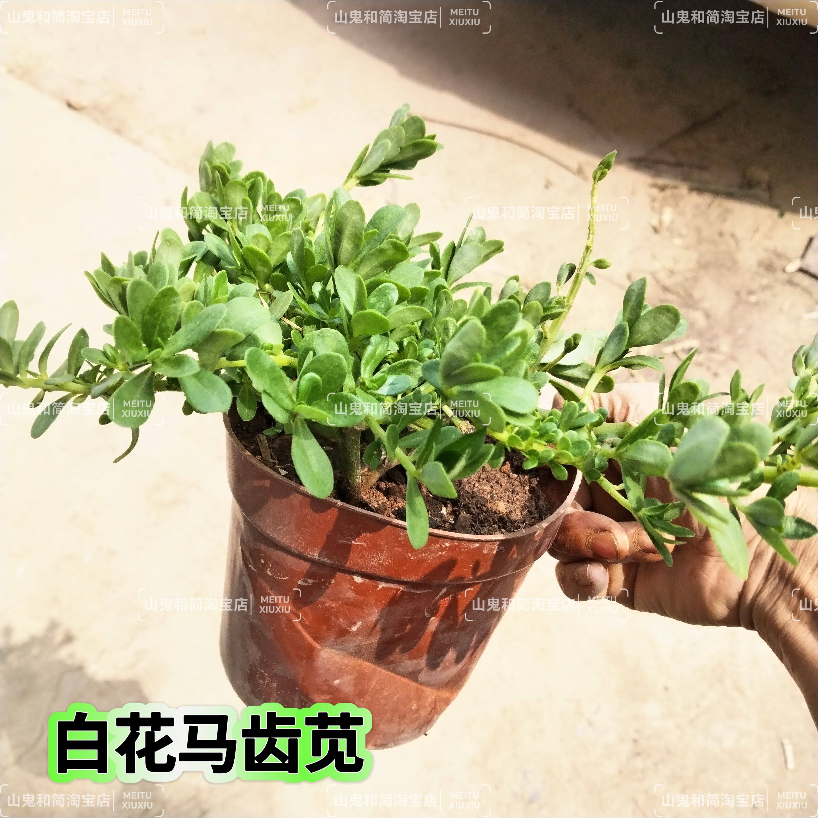 马齿苋盆栽地瓜叶绿植土养四季食叶型品种好吃阳台庭院新手庭院