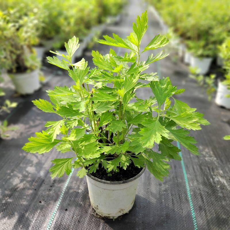 新鲜干草糍粑野生艾草叶食用清明草青团艾蒿子粑粑汁盆栽绿植庭院