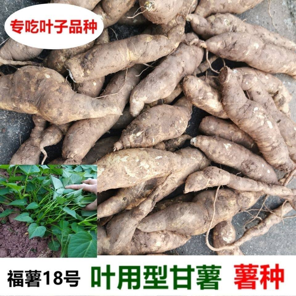 番薯苗食叶型红薯叶苗地瓜叶种植款福薯18号专吃叶子台湾番薯种苗