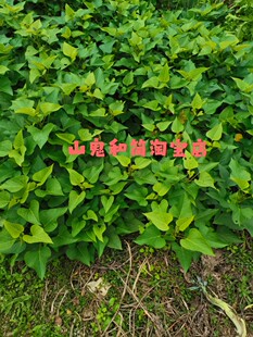 食叶型红薯叶苗 地瓜叶种苗藤 福薯18号番薯吃叶子台农71台湾蔬菜