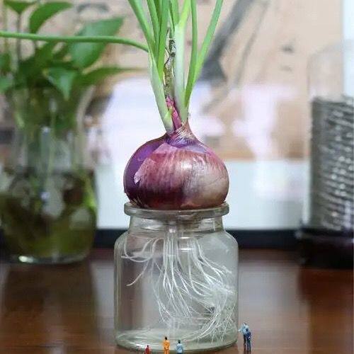 水培土培洋葱盆栽绿植幼儿园观察植物角生长过程日记带到学校蔬菜