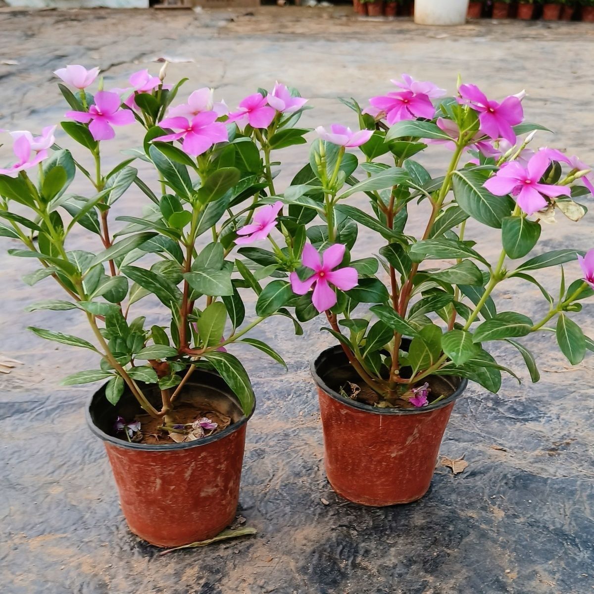 长春花木本天天开老桩五叶梅盆栽四季开花室内外易成活不活包赔