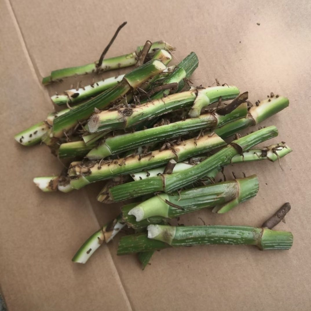 大叶绿萝【十颗插条】包邮柱养爬藤垂盆绿萝苗圆你一个DIY 盆景梦