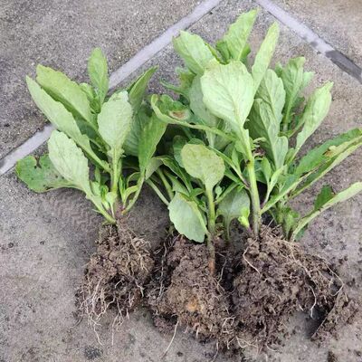 漳州片仔癀草苗养生植物盆栽榨汁炖汤多年生泡茶饮品可食用