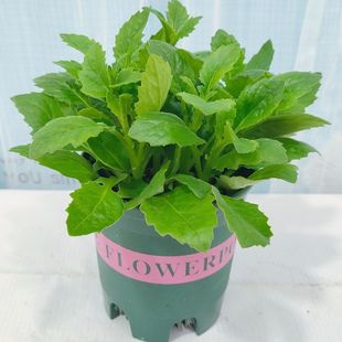 片仔癀草苗盆栽1盆3白凤菜苗盆栽绿植可食用蔬菜清凉解毒香草植物