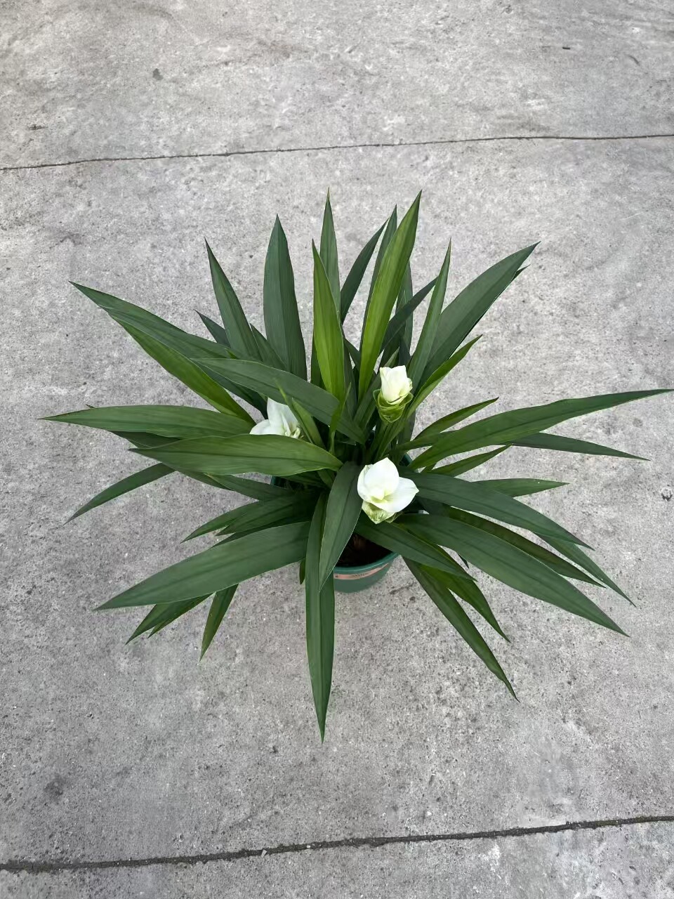 进口姜荷花种球多年生种根当年开花荷兰风信子郁金香小苍兰新品种