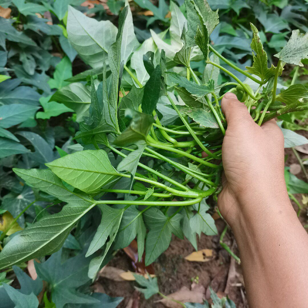 广西百色农家菜食叶型红薯苗多芽番薯地瓜菜苗红薯种植苗花盆种植