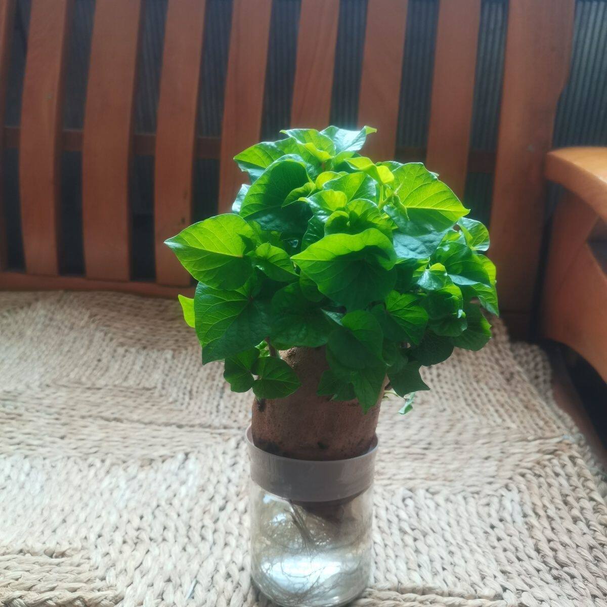 水培红薯已发芽盆栽植物学生幼儿园手工作业观察植物生长带芽红薯