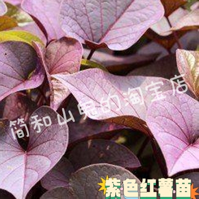 地瓜叶苗吃叶子的地瓜苗红薯叶地瓜叶当季地瓜藤苗红苕尖台农福薯