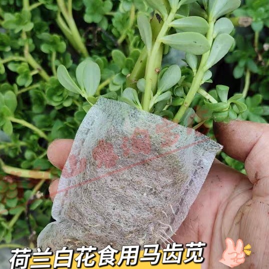 马齿苋阔叶白花绿茎菜用猪母菜凉拌菜阳台盆栽庭院种植屋顶盆栽苗