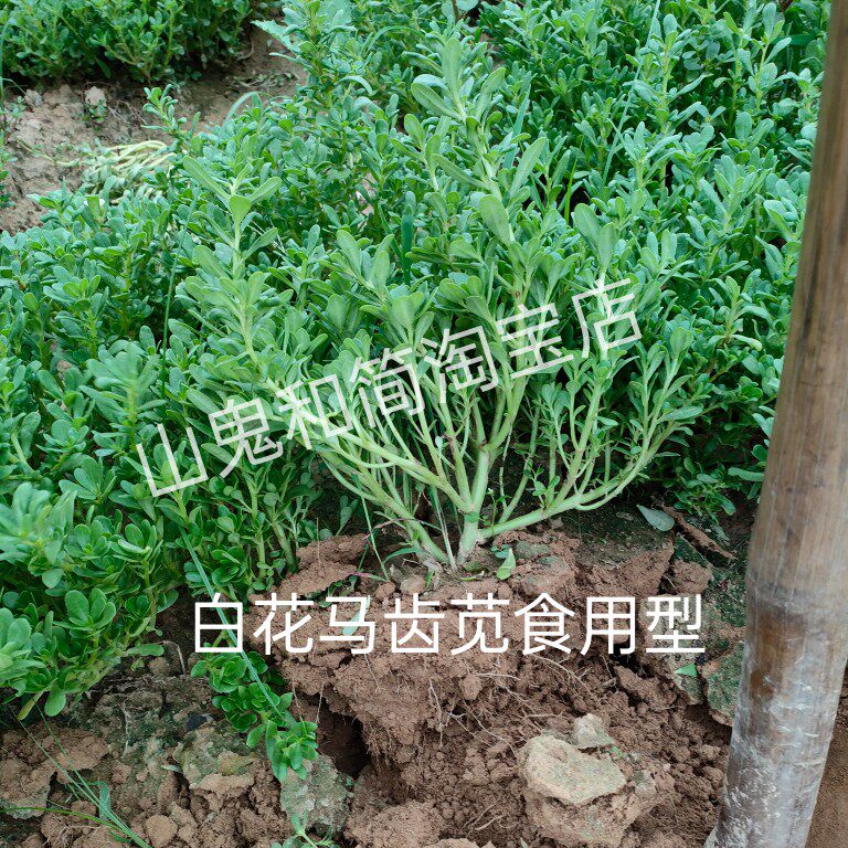 野生新鲜现采现发白花马齿苋老鼠耳白枝猪母菜500g盆栽庭院楼顶