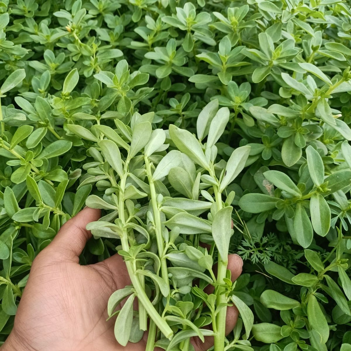 纯天然白花马齿苋清热潮汕白花老鼠耳食用猪母苋新鲜采摘苗庭院种