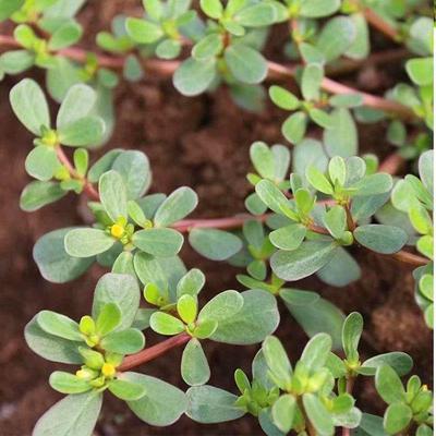 马齿苋山野菜蚂蚁菜五行草麻绳菜庭院种植易活现采红马齿苋地栽