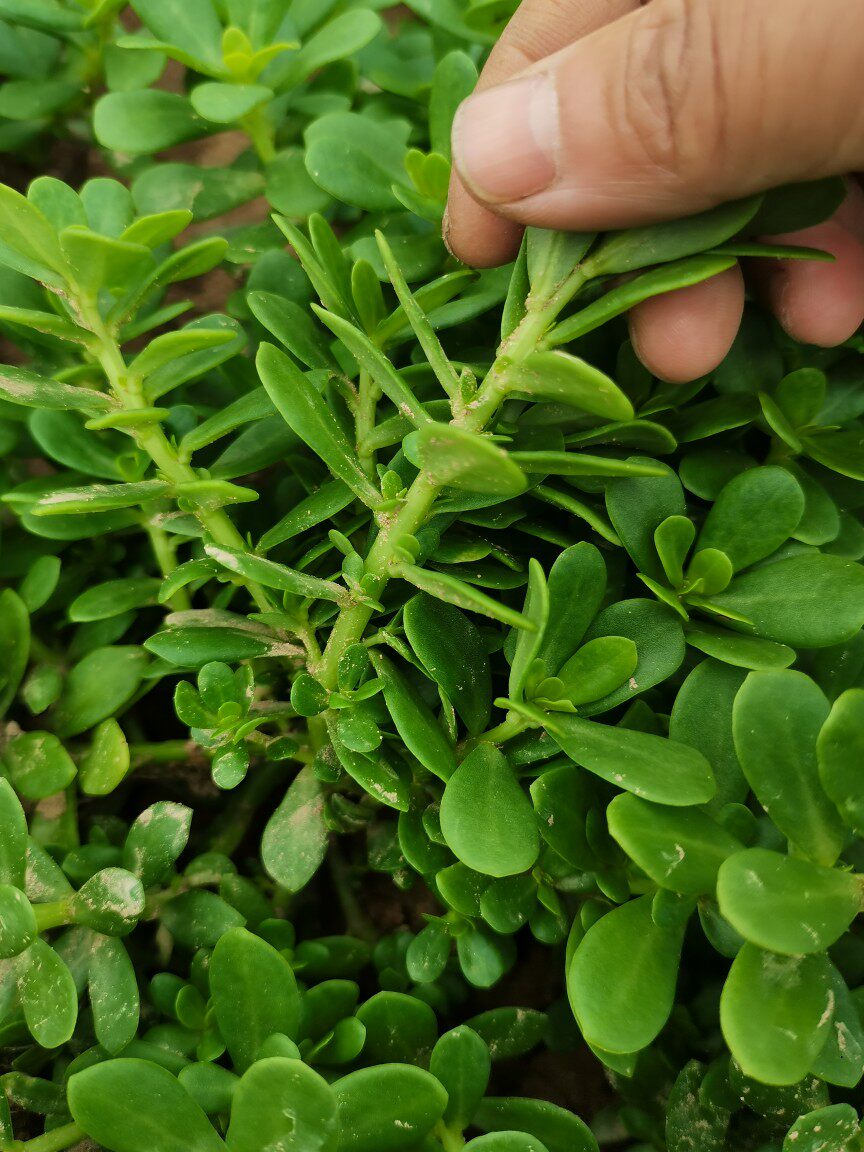 马齿苋阔叶白花用猪母菜凉拌菜阳台盆栽庭院种植屋顶盆栽苗绿色茎