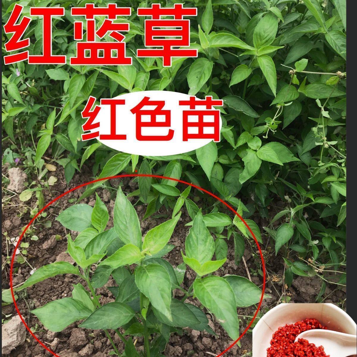 新鲜红蓝草盆栽云母草植物可种益母草广西特色饭食用盆栽带杯染色