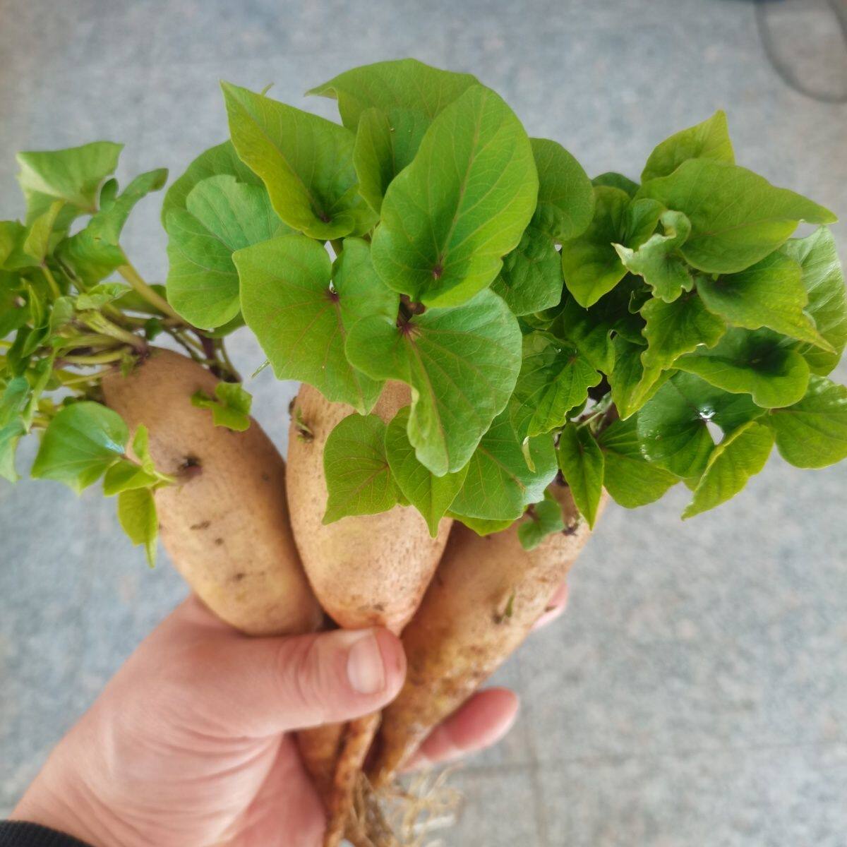 水培红薯带芽地瓜烟薯紫薯鱼缸植物阳台儿童学生观察作业发芽地瓜