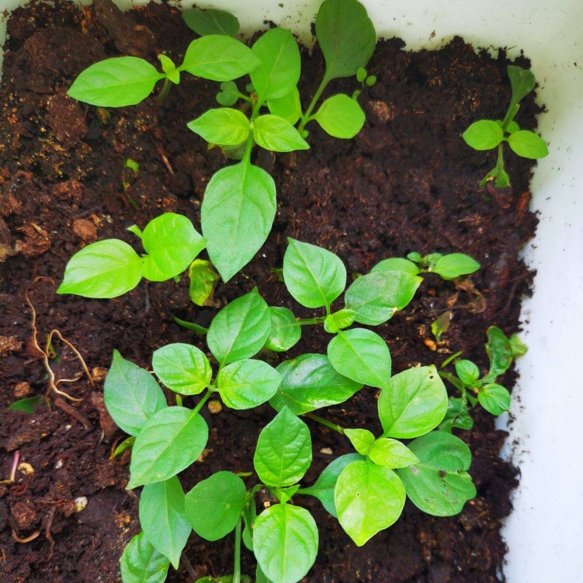 宽叶十万错盆栽阳台绿植楼顶菜园种植食叶血通菜好吃好养嫩滑盆栽
