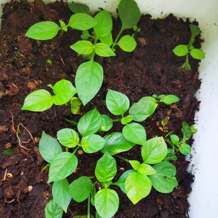 宽叶十万错盆栽阳台绿植楼顶菜园种植食叶血通菜好吃好养嫩滑盆栽