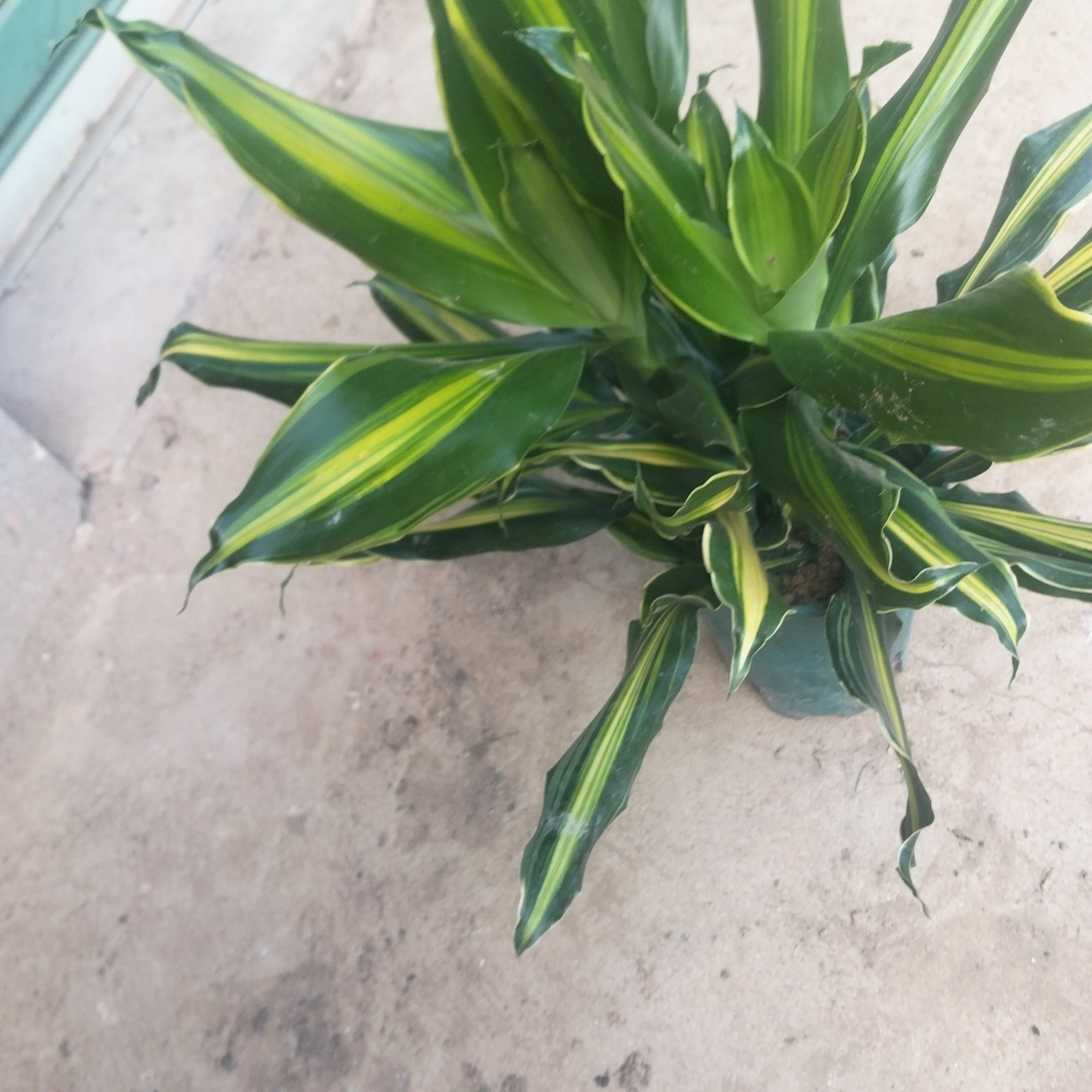 室内阳台庭院观赏植物盆栽花卉绿植好养活巴西木也门铁金色金边金