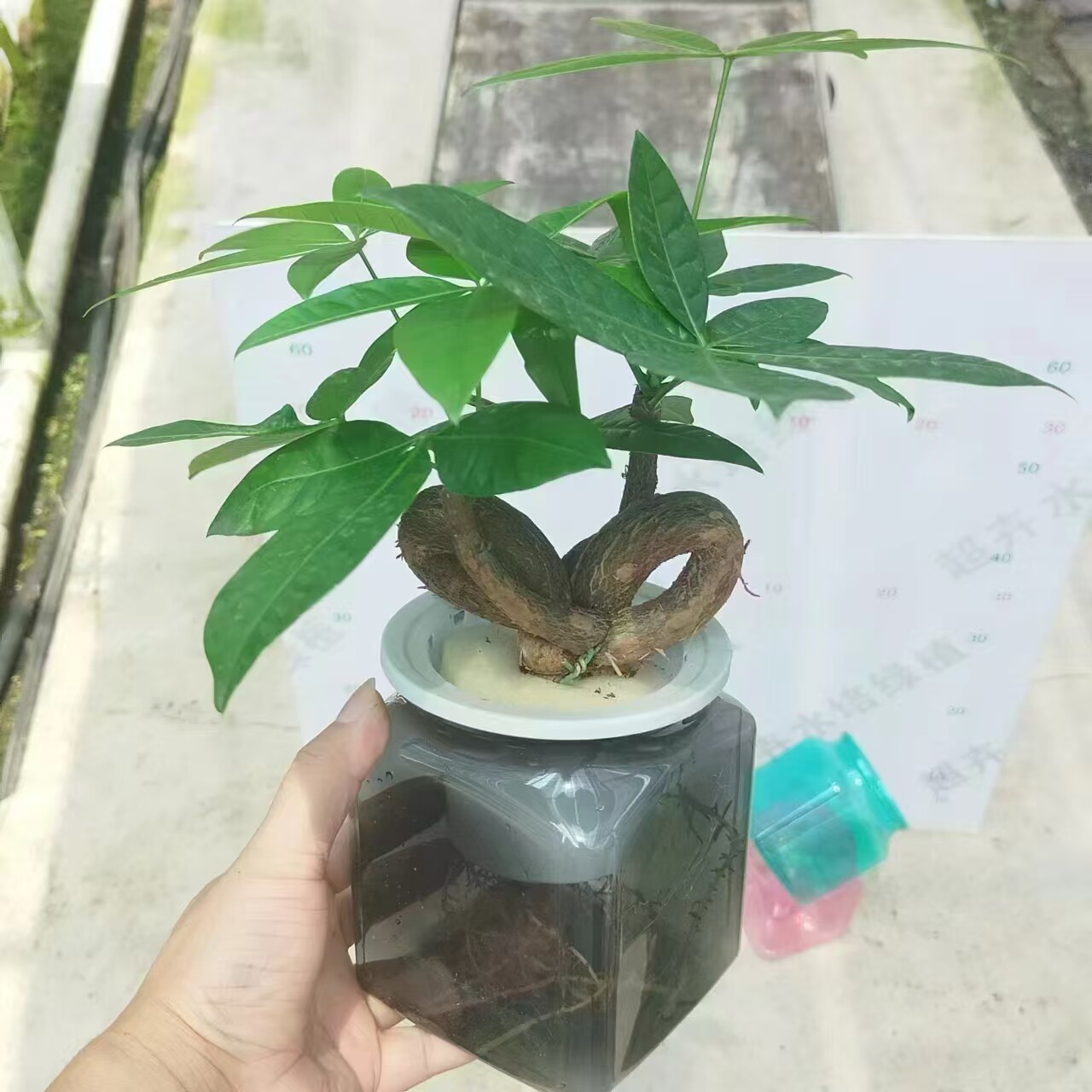发财树盆栽植物创意办公室好养绿植水培客厅小盆景四季常青吸甲醛