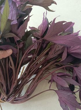 紫色五叉专吃叶地瓜叶番薯叶苕尖花青素含量高可阳台卧室盆栽绿植