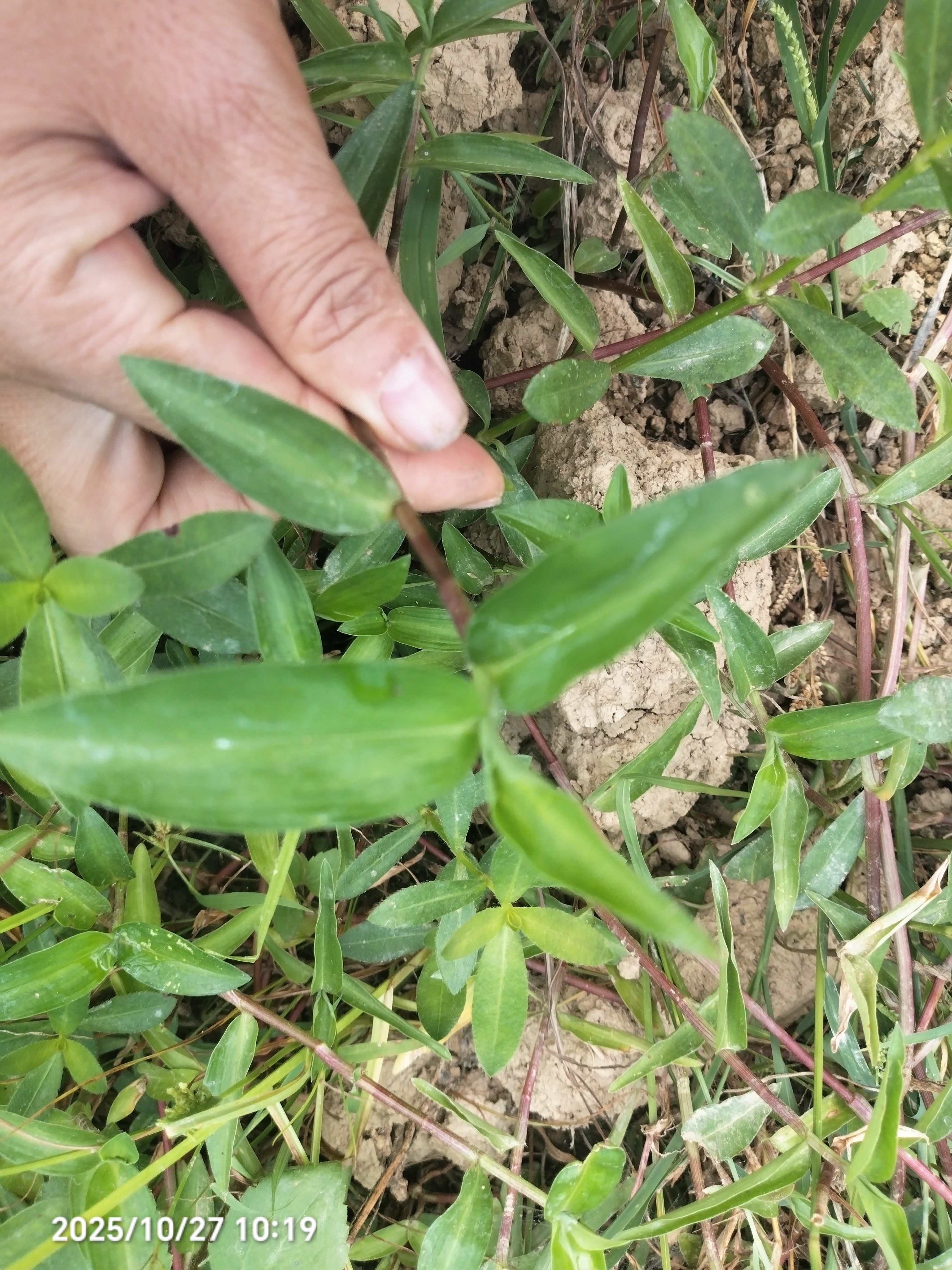 爱蝴蝶玩摘竹叶草鸭跖草竹鸡草化核草鸭舌草鲜活盆栽现采发红杆