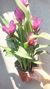 彩色马蹄莲种球带芽四季室内阳台盆栽苗易活花年宵球根绿植姜荷花