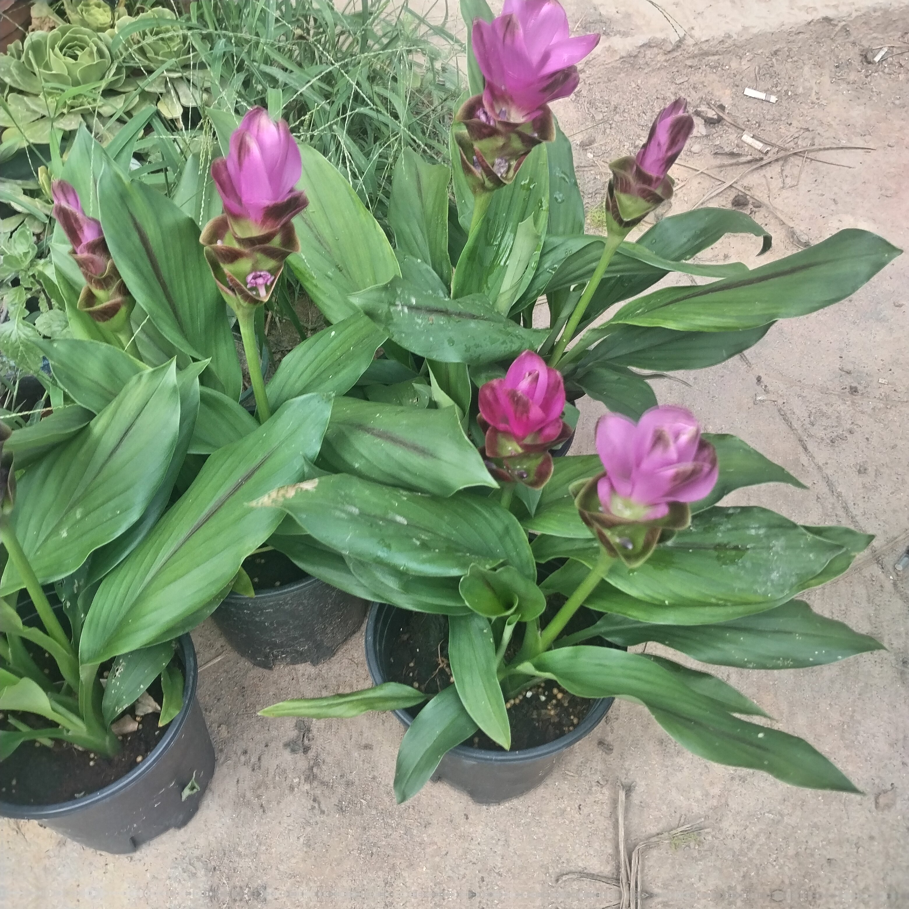 大叶姜荷花阳台庭院盆栽花卉四季开花好养易活耐热耐寒夏季郁金香