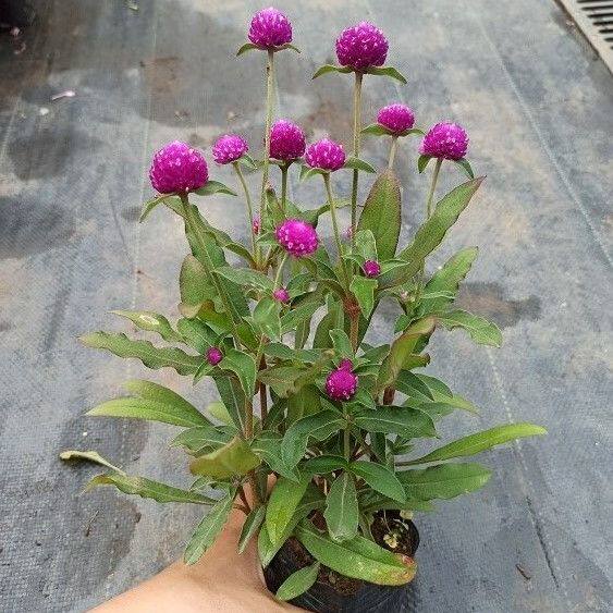千日红花盆栽带花苞四季开花植物室内阳台庭院花卉绿植盆栽水培土