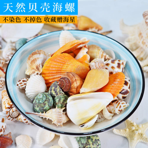 天然贝壳海螺diy装饰摆件