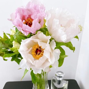 油画牡丹鲜花基地山东云南百合玫瑰花芍药鲜切花向日葵现现货速发