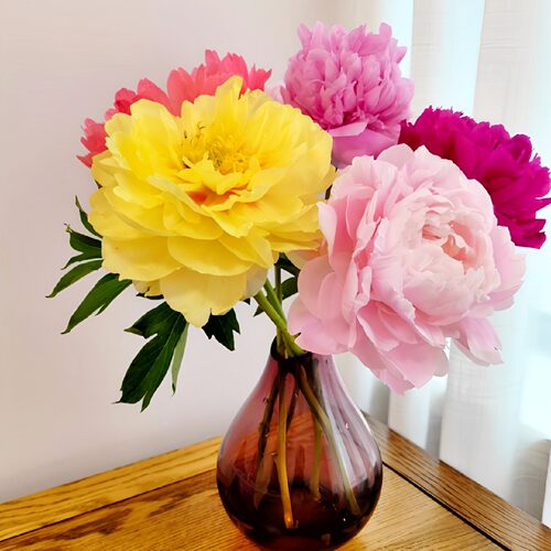 山东重瓣芍药鲜切花家用水养