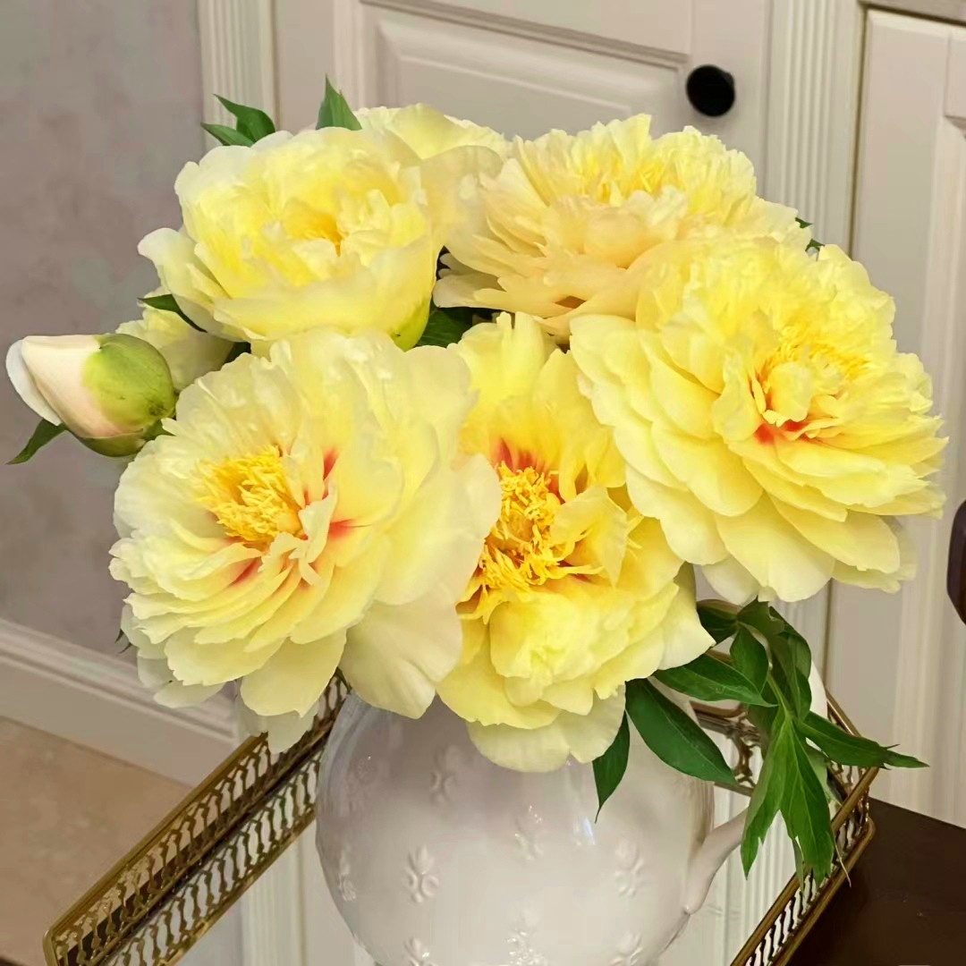 伊藤巴茨拉重瓣芍药鲜花花束家庭鲜花速递情人节鲜花店母亲节插花