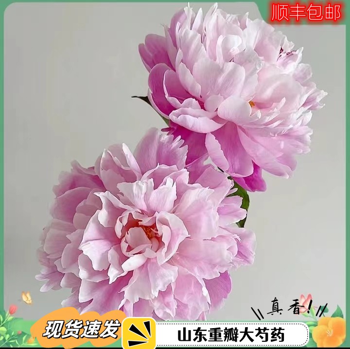 芍药鲜花落日珊瑚进口品种玫瑰百合油画牡丹基地直供大牡丹鲜切花