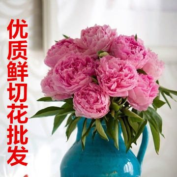 芍药鲜花重瓣芍药鲜切花花束千层牡丹家庭插花鲜花店生日感恩回馈