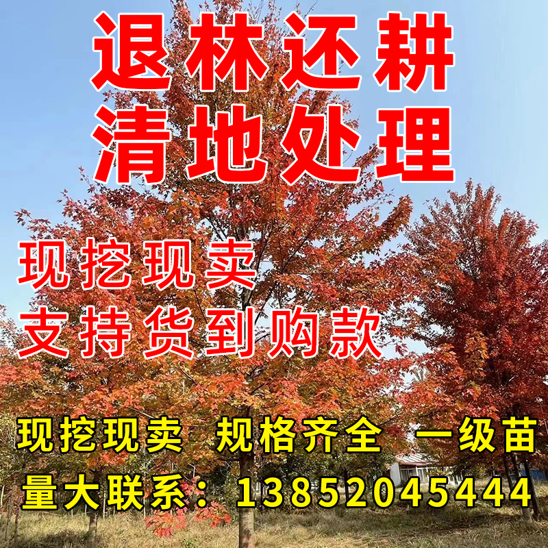 美国红枫树苗美国红枫