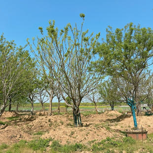 朴树造型朴树丛生朴树