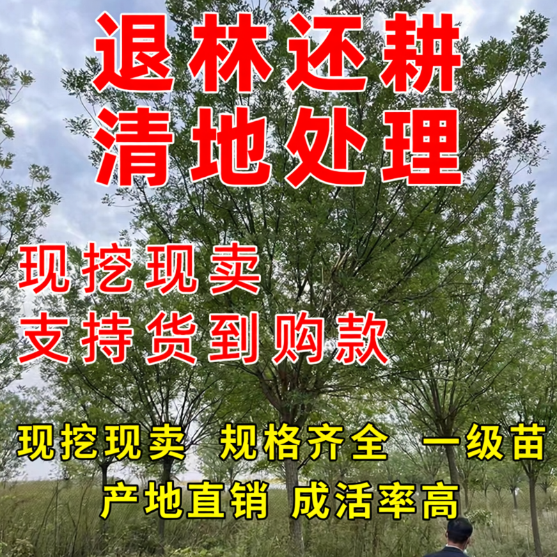 槐树苗 国槐苗 国槐树苗 国槐小苗香花槐树苗庭院园林绿化树苗木