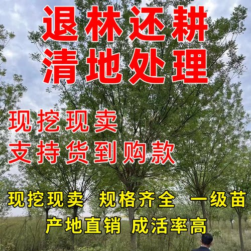 国槐香花槐树苗园林绿化