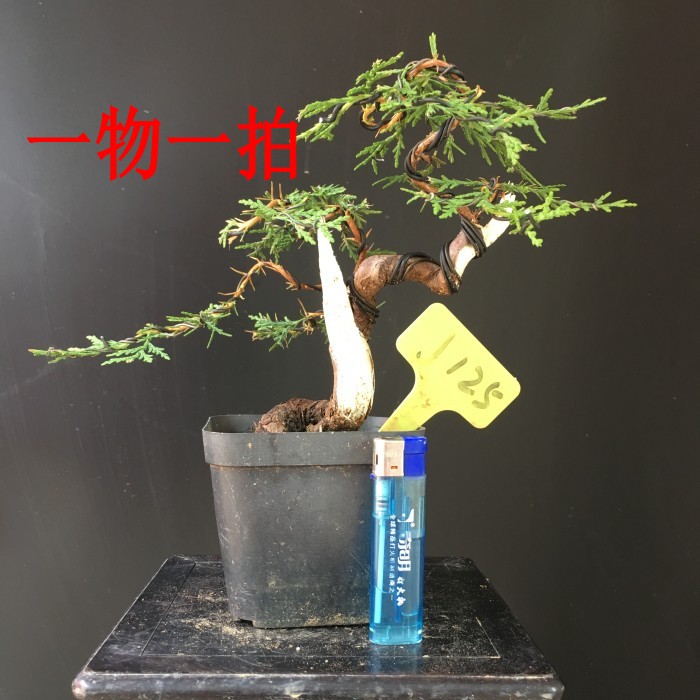 造型侧柏盆景 侧柏桩 涯柏小品 侧柏小品 涯柏老桩 包邮 涯柏盆景