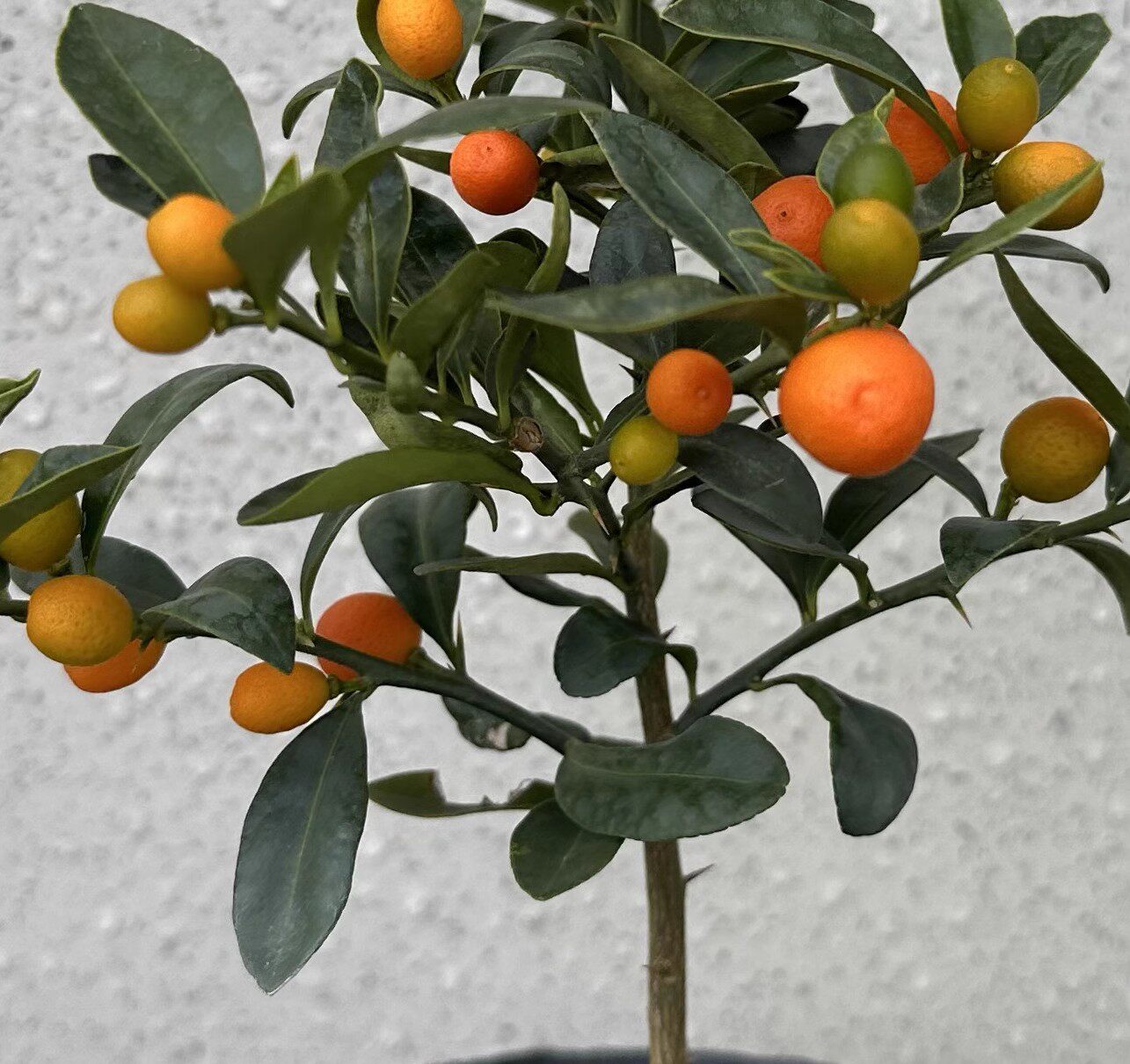 浙江金豆苗金豆盆景苗常青桌面观果小品苗品种苗金豆小品盆景