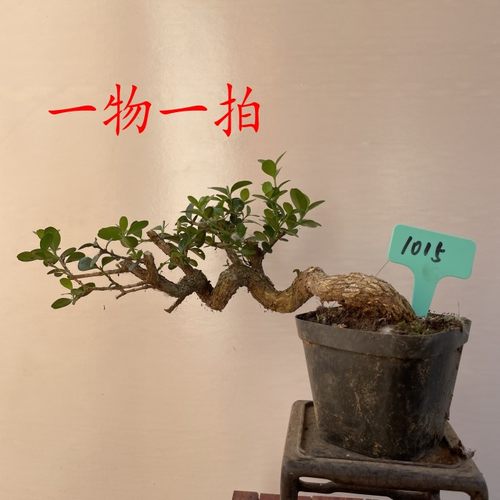 直销微型盆景瓜子黄杨树桩